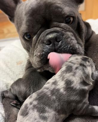 Cuccioli Bulldog Francese Blu e Merle