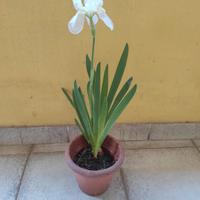 pianta iris bianco