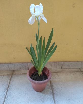 pianta iris bianco