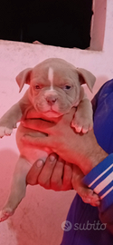 American bully