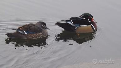 Anatra Carolina maschio