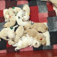 Cuccioli labrador gialli da allevamento