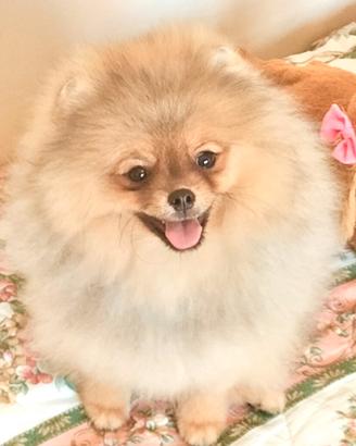 Cuccioli di Spitz di Pomerania nano (Volpino)