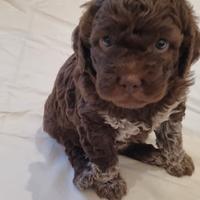 Cuccioli di lagotto romagnolo