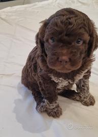 Cuccioli di lagotto romagnolo