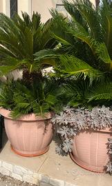 Cycas