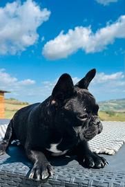 Bouldogue Francese