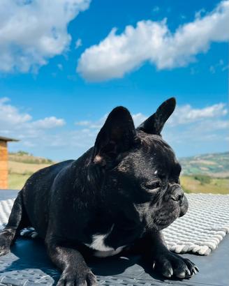 Bouldogue Francese