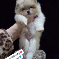 Spitz Pomerania Maschietto/Pedigree Enci