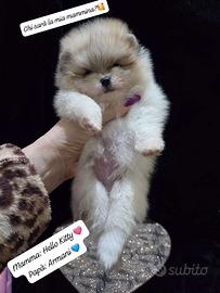 Spitz Pomerania Maschietto/Pedigree Enci