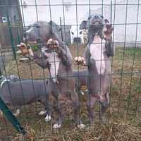 Cuccioli Amstaff blu 2 mesi