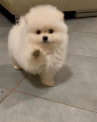 Pomerania Spitz Toy nano