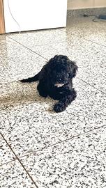 Cucciolo Nero di Barboncino