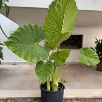 Alocasia musa orecchie elefante