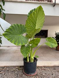 Alocasia musa orecchie elefante
