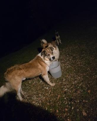 Cane per monta