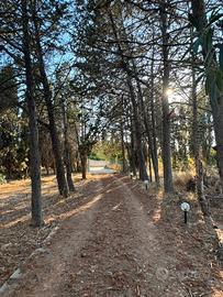 Legna gratuita in cambio di abbattimento alberi