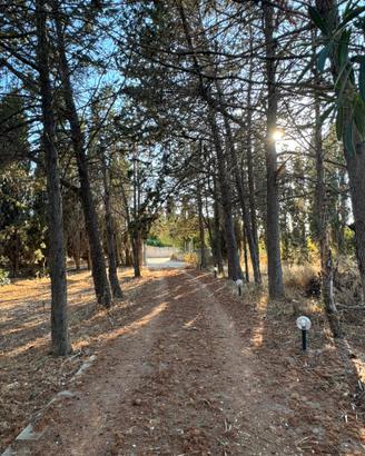 Legna gratuita in cambio di abbattimento alberi