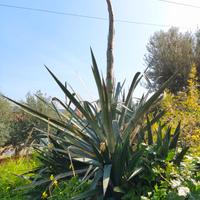 Agave  in fiore e Aleo vera 