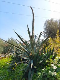 Agave  in fiore e Aleo vera 