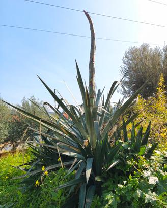 Agave  in fiore e Aleo vera 