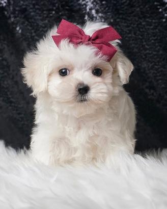 Cucciolina femmina di Maltese