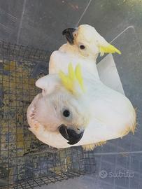 Pappagallo: cacatua Eleonora allevato a mano