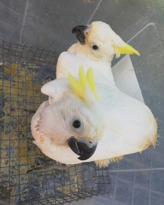 Pappagallo: cacatua Eleonora allevato a mano