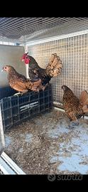 Galline Shabo e sebrhighte
