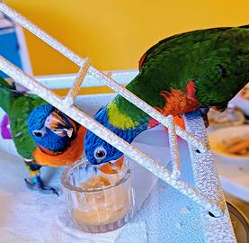 Lorichetto arcobaleno e rubitorquis allevati a man