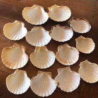 Conchiglie di capesante