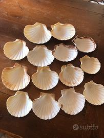 Conchiglie di capesante