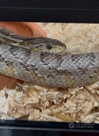 Serpente del grano 4 anni