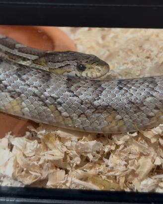 Serpente del grano 4 anni