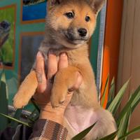 Cuccioli di Shiba inu