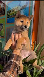 Cuccioli di Shiba inu