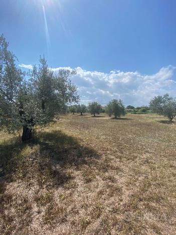 Terreno Agricolo - Fermo