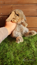 Conigli nani ariete minilop