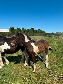 Puledra tpr/maremmano