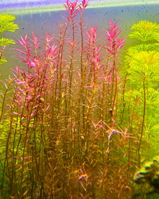 Pianta rossa facile acquario