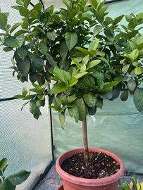 Pianta di limone
