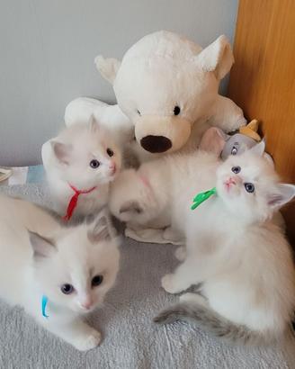 Cuccioli di Ragdoll