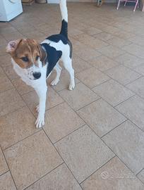 Cucciolo di 5 mesi incrocio di beagle