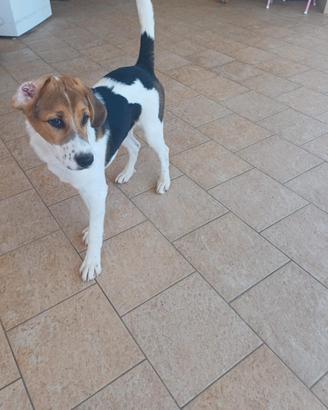 Cucciolo di 5 mesi incrocio di beagle