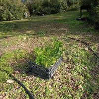 Piantine di mirto nero