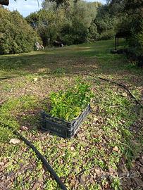 Piantine di mirto nero