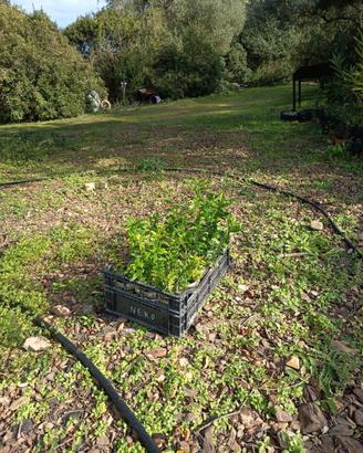 Piantine di mirto nero