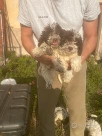 Cuccioli di Lagotto