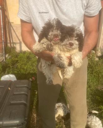 Cuccioli di Lagotto