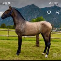 Cavalla Andalusa PRE 3 anni